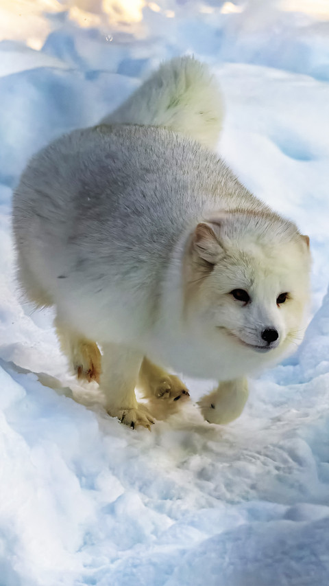 The arctic fox is in winter screenshot