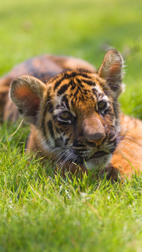 Cute animals-01 screenshot