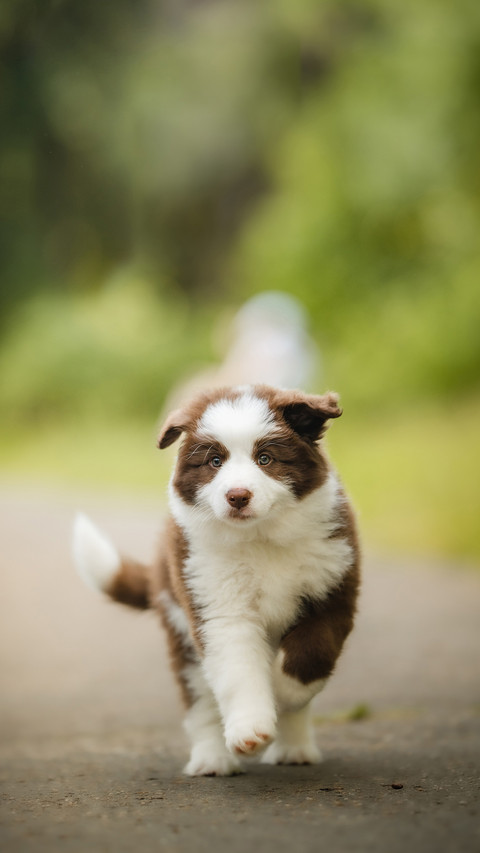 A Cute Dog Running Outdoors screenshot