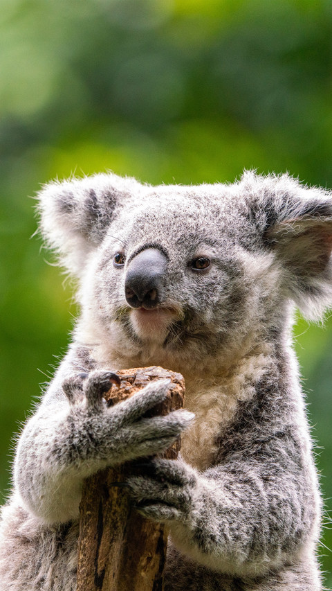 A koala holding a tree stump screenshot