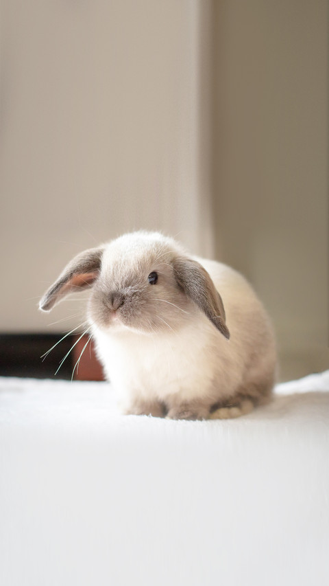 A pet Mini Lop baby rabbit in a home environment screenshot