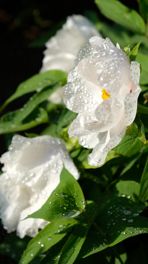 Wet white peony screenshot