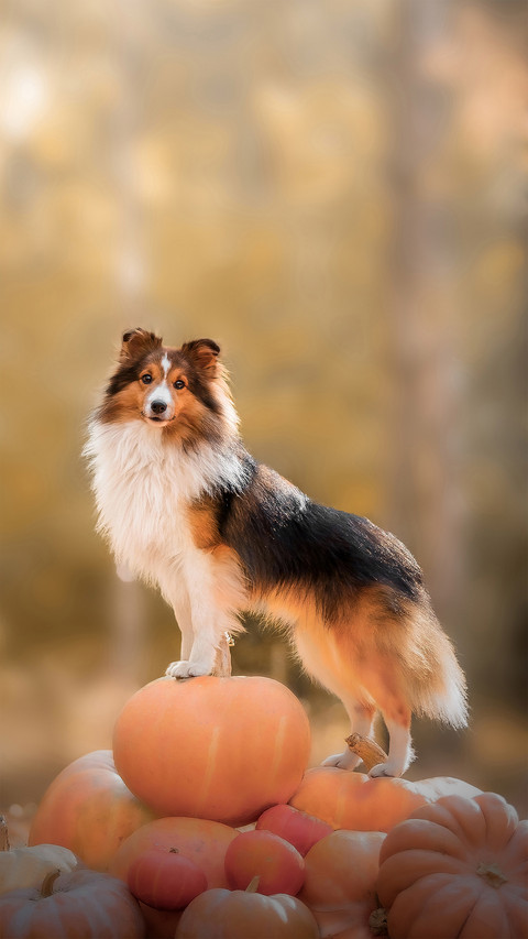 A Dog Standing on A Pile of Pumpkins screenshot