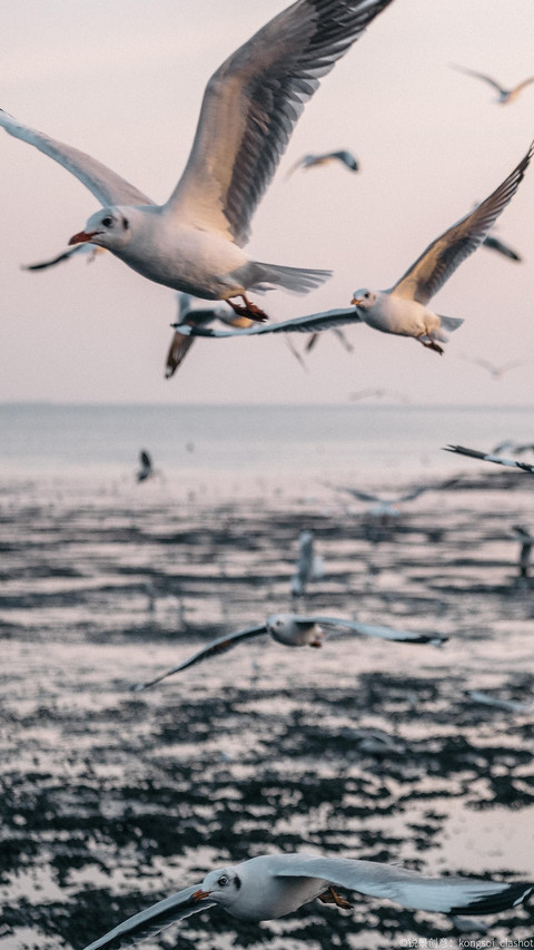 飞翔海鸥—锐景创意 screenshot