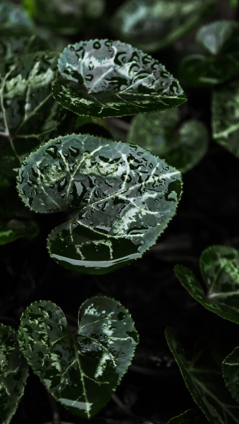 植物5 screenshot