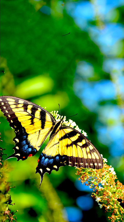 The Beauty of Nature screenshot