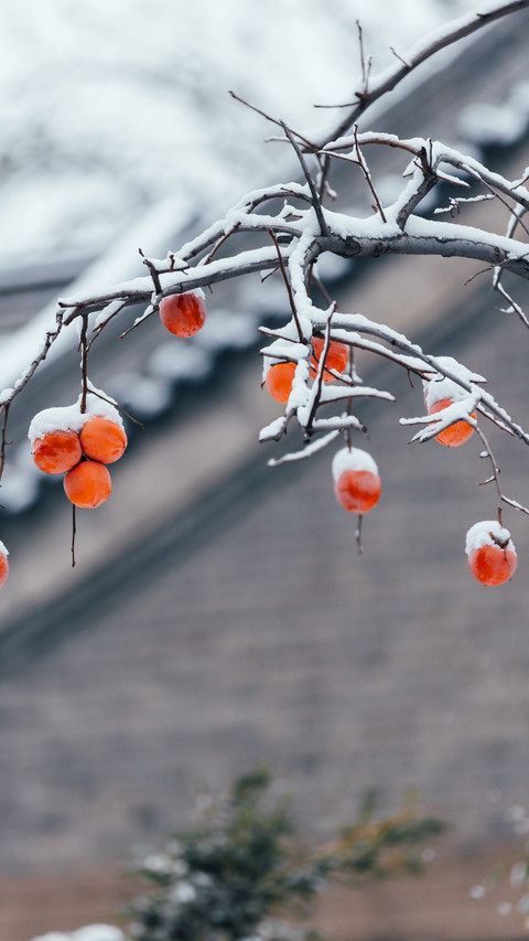 Red persimmons in the snow reflect the winter scenery screenshot