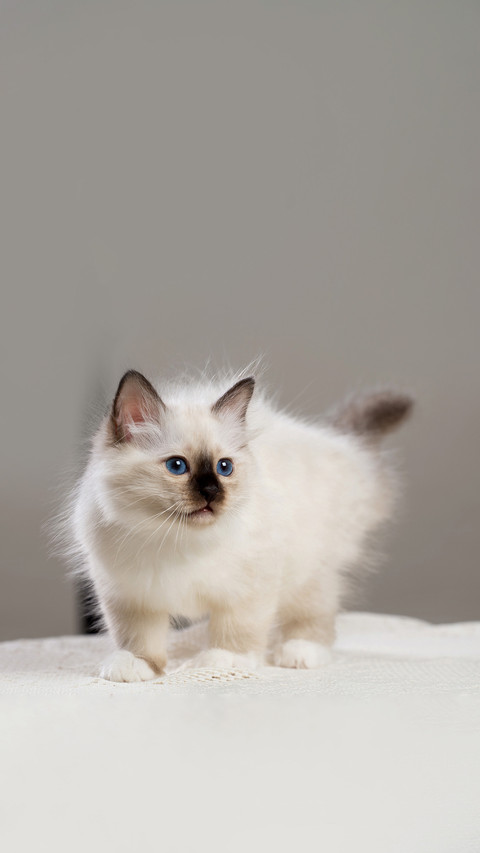 Sacred Birman kitten, birma Cat screenshot