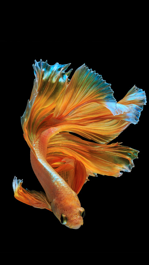 Beautiful movement of  Half moon  Betta fish isolated screenshot