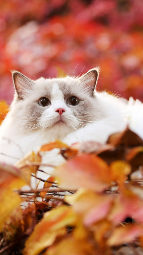 The ragdoll cat on the autumn leaves screenshot