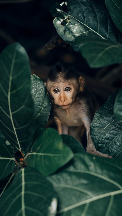 The Animal World-PAIXIN screenshot