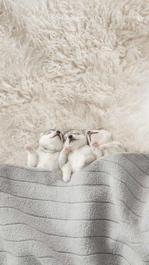 Three of Siberian Husky Puppies Sleeping Under a Blanket screenshot