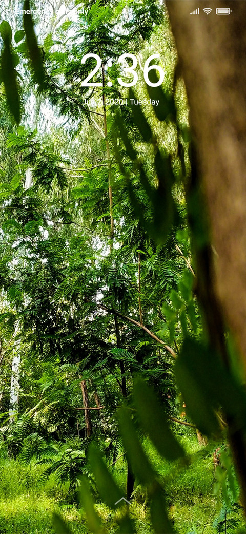 Forest Flora_DWM2 screenshot