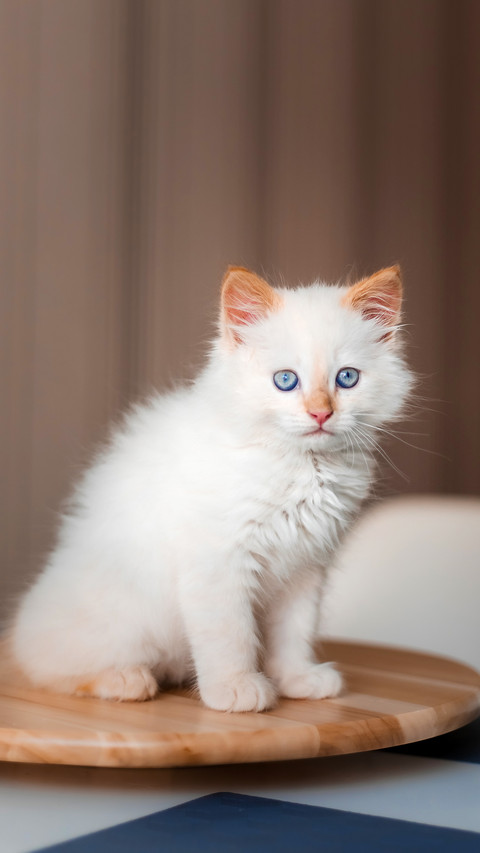 White fluffy cat. Little kitten screenshot