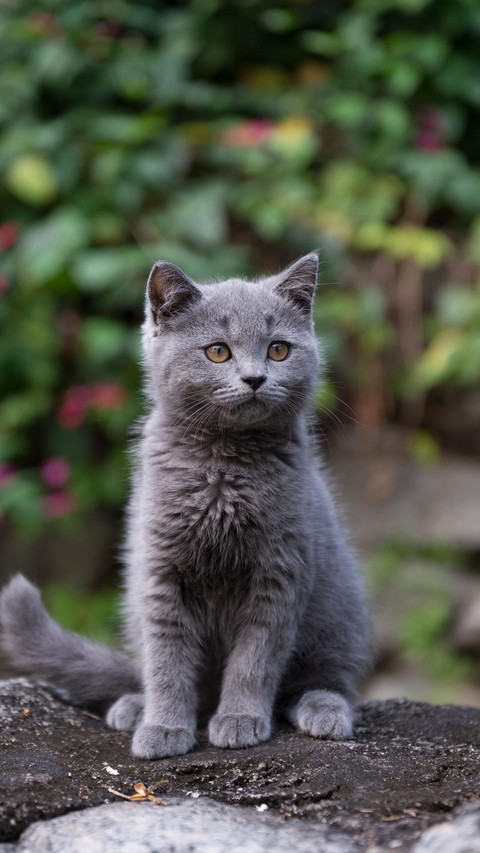 流浪猫会羡慕家猫吗 screenshot