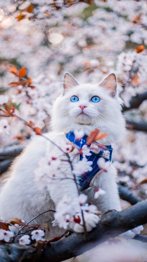 猫咪的四大习性 screenshot