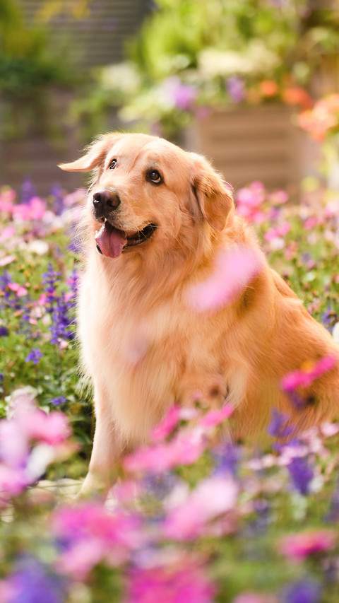 Smart Dogs Suitable for Home Keeping 64 screenshot