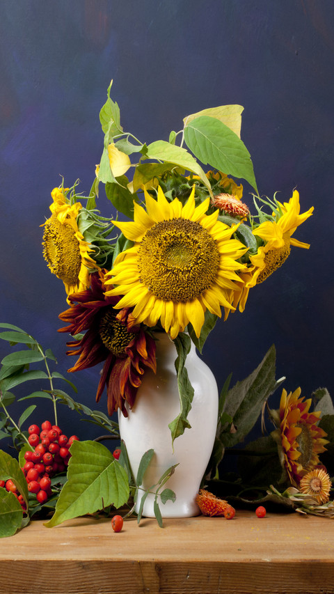 How do sunflowers turn their heads at night screenshot