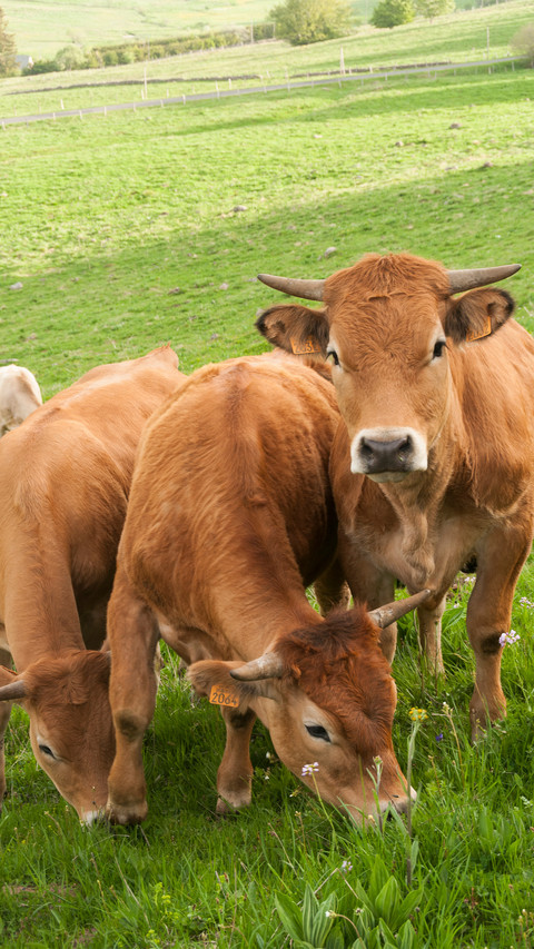 A cow with an ear tag screenshot