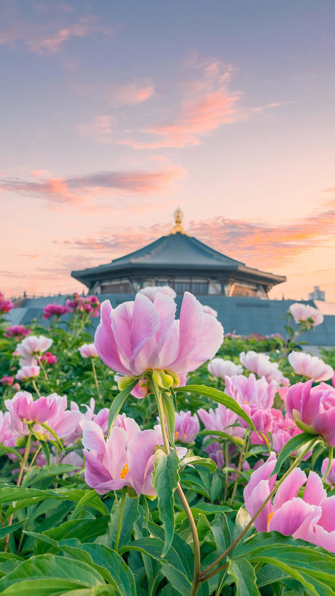 Ancient buildings should also be adorned with flowers screenshot