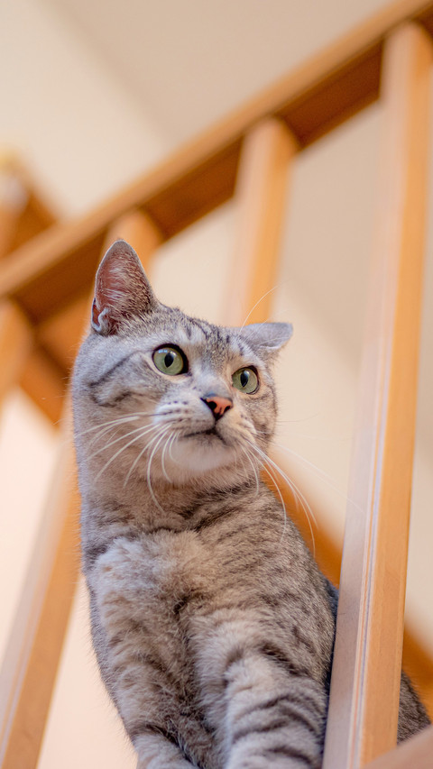 Photographing a cat peeking out from the lattice screenshot