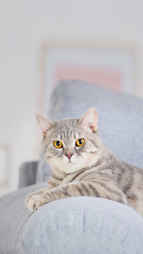Beautiful Cat Lying on Grey Sofa screenshot