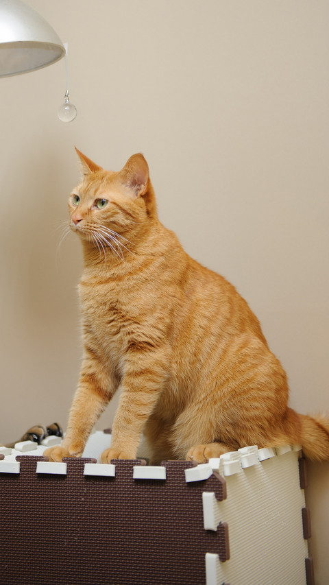 The orange cat drank screenshot
