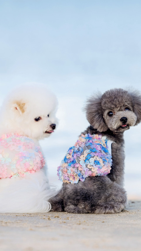 Bichon frises and poodles by the seaside screenshot