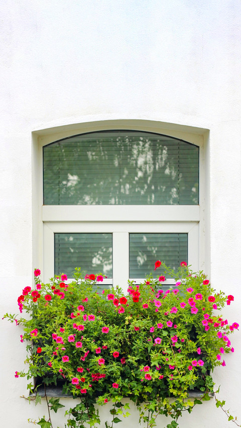 The flowers on the windowsill screenshot