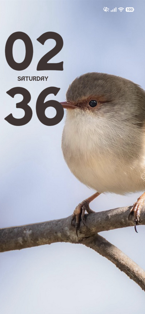 Soft Robin screenshot