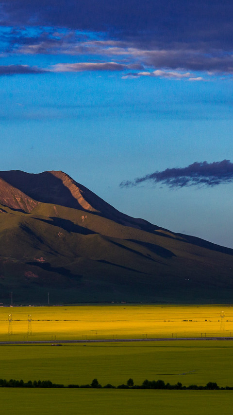 Qinghai rapeseed flower fields screenshot