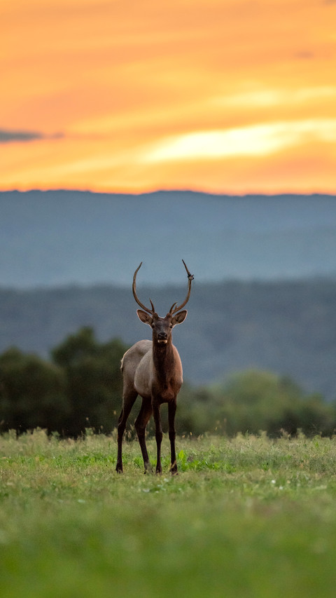 Elk in Pennsylvania screenshot