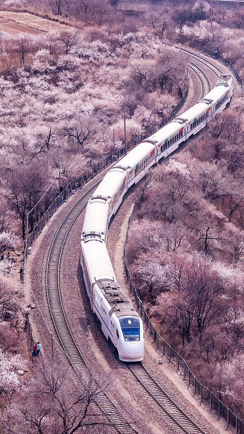 The railway in flowers screenshot