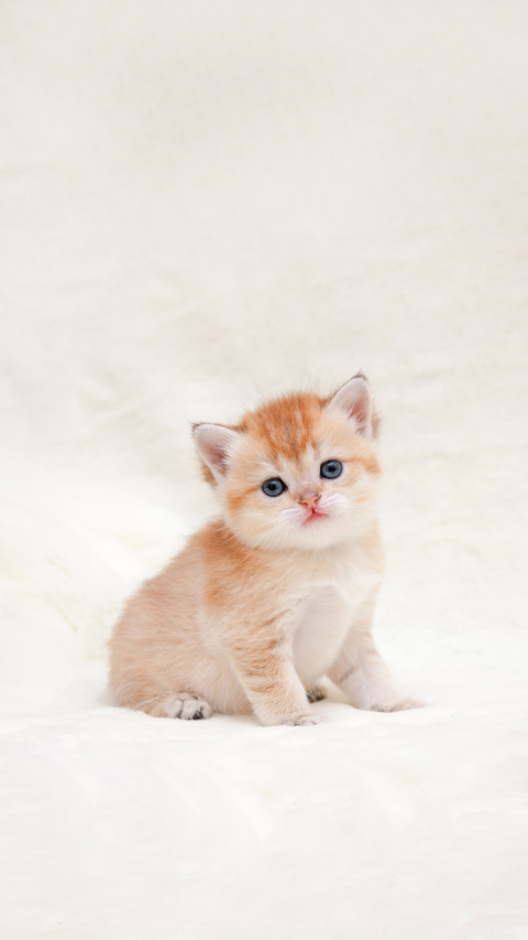 A Small Orange British Kitten Sits in Front of the Camera screenshot
