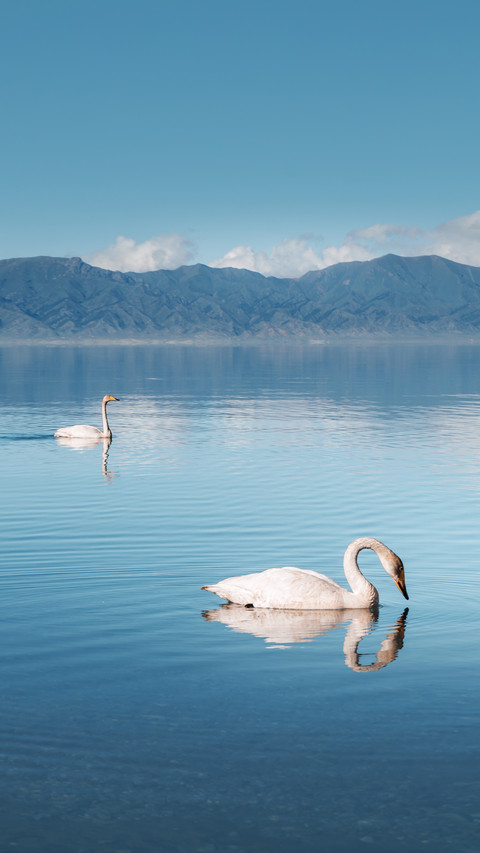 Swans swimming in Lake Sayram in Xinjiang screenshot