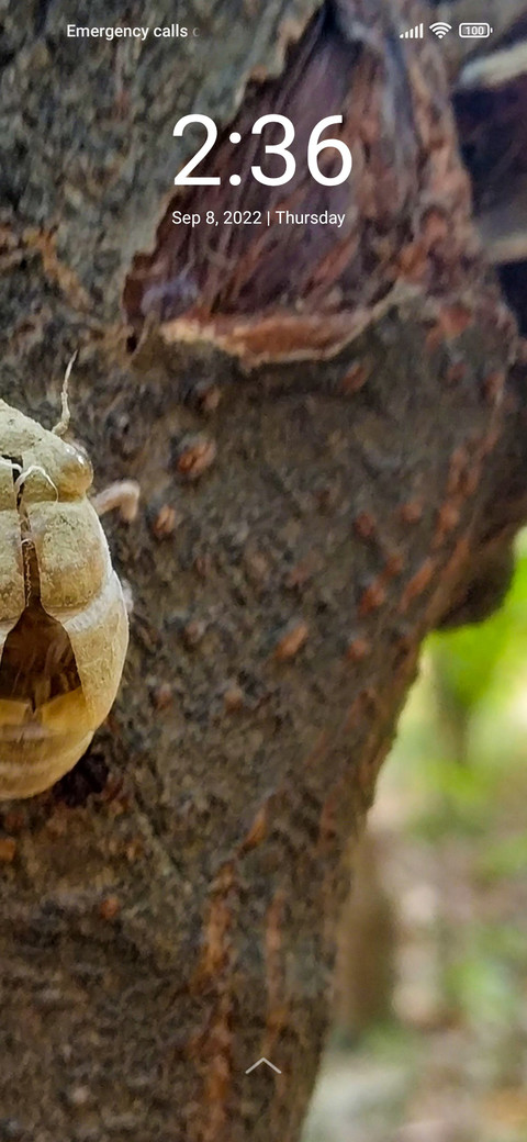 Insect screenshot