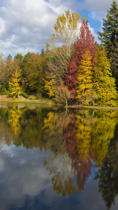 Istanbuls autumn forest is colorful screenshot