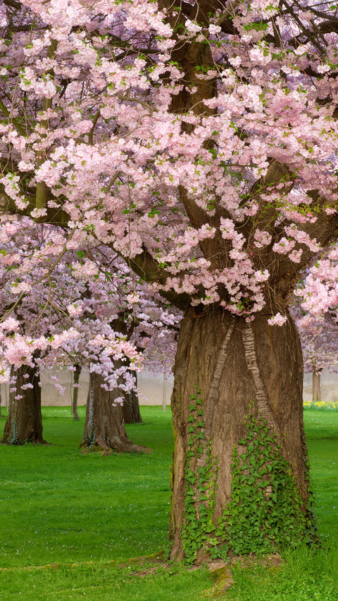 cherry blossom screenshot