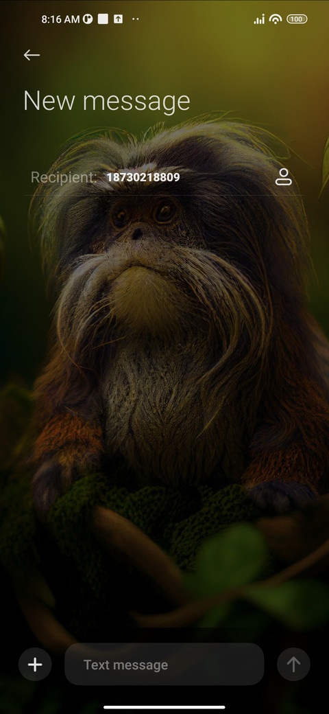 Tamarin Monkey screenshot