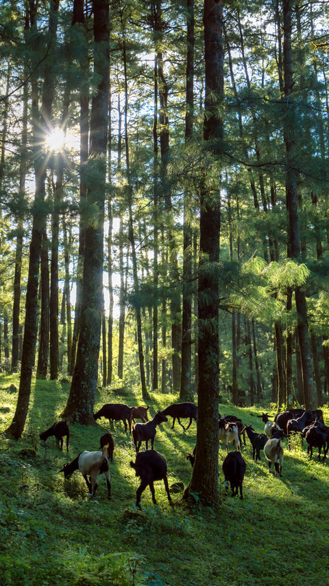 Flocks of sheep walk leisurely in the forest screenshot