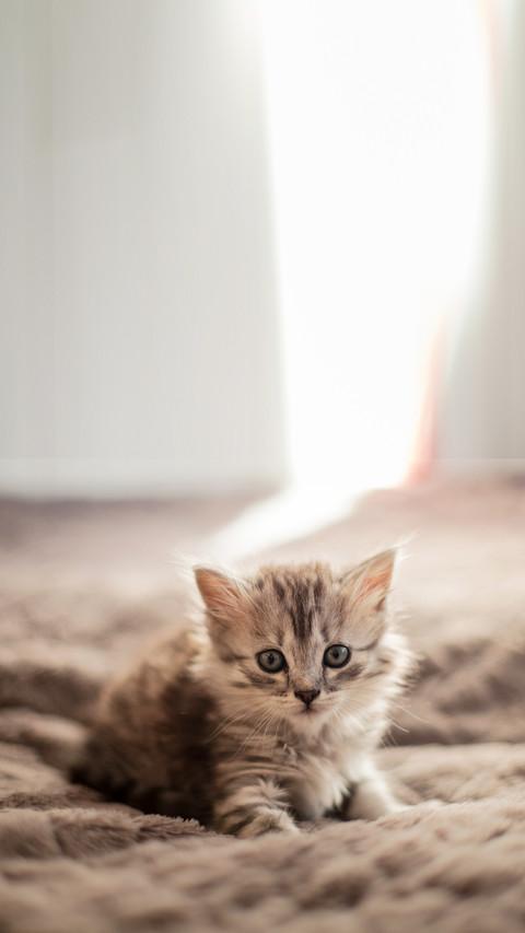 Small kittens just woke up and want to play screenshot