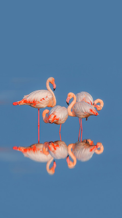 Flamingos foraging in the lake screenshot
