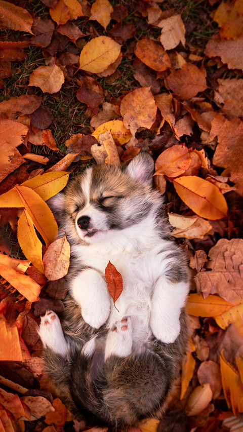 The healing moment of the autumn forest puppy screenshot
