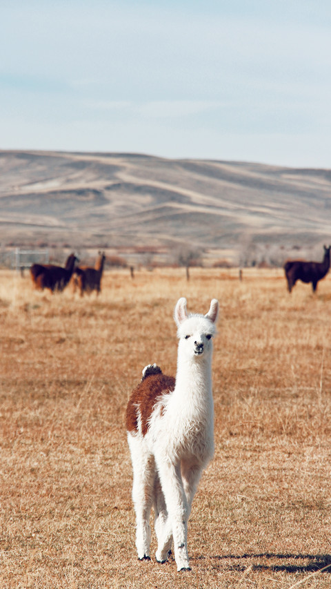 Alpaca standing in the field screenshot