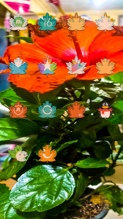 Orange Flowers_DWM3 screenshot