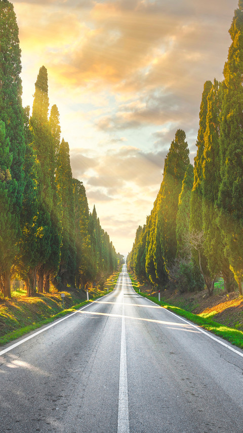 Bolgheri Famous Cypresses Trees Straight screenshot
