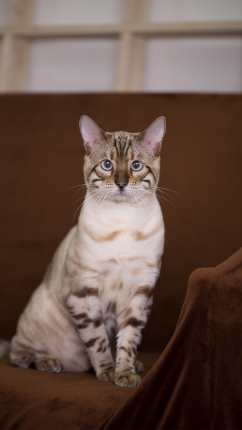 A dull cat on a brown background screenshot