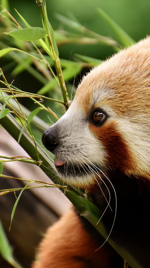 Ailurus fulgens (5) screenshot