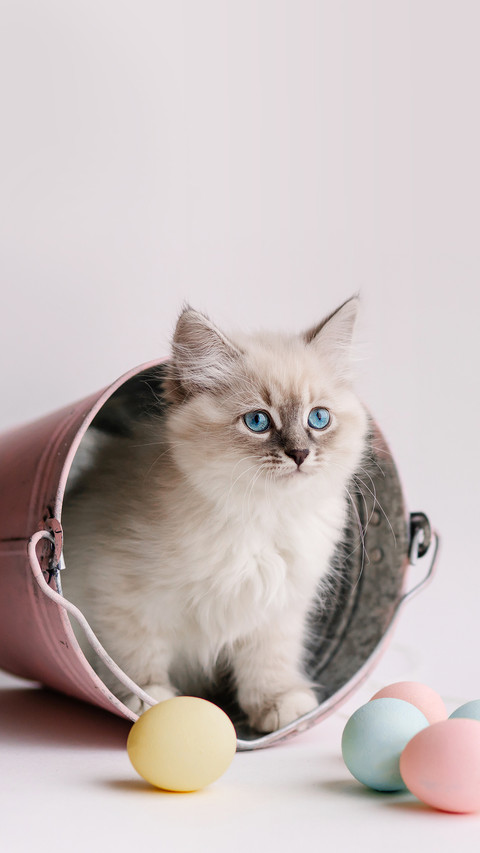 White Kitten with Blue Eyes in the Bucket Playing balls screenshot