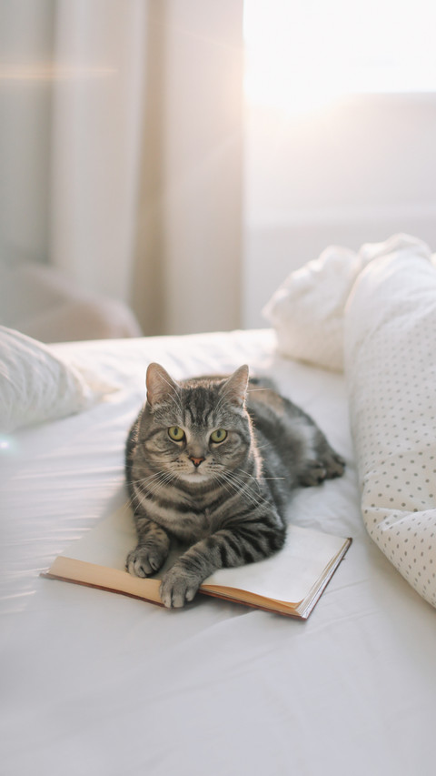 Grey Tabby Cat Lying on Bed and Sleeping screenshot